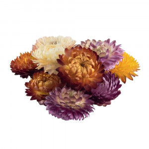 Dried helichrysum Dried helichrysum