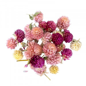Gomphrena  Gomphrena
