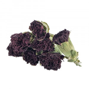 Carnation flowers are dried