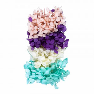 Hydrangea Hydrangea