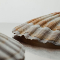 Бокал Shell Barta Бокал Shell Barta