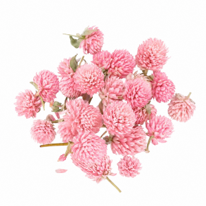 Gomphrena dried pink
